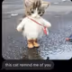 CatsWithDogs