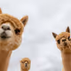 AlpacaBargains