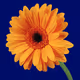 flocegb