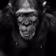 S_APE