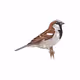 Sparrowful