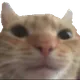ernestoahz