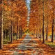 andrew_nickson