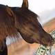 2-bums-and-some-horses
