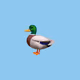 Duck42707