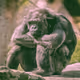 Boredmonky