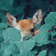 darkbambi
