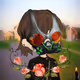 bovid