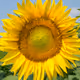 suncokreten