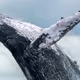wagmiwhale