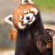 Red_PandaNFT
