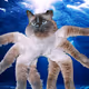 CatRescue