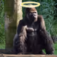 RIP_Harambe