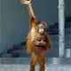 DonMonkey