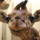 BabyGiraffe611