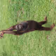 Babaggu1
