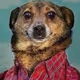 DoggoinamoLa