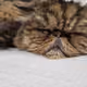 TaroTheMoggie