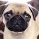 FrenchPUG