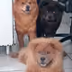 ChowChowFamily