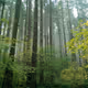 Pseudotsuga