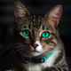 Queen_of_Cats
