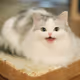 goodbyekitteh
