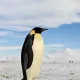 0xd63c0ea9b15730b4fbbdba14d1f43ba3dbae875a