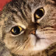 Betty_Cat