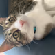 ClydeTheCat