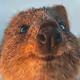 quokka