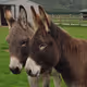 DonkeyTwo