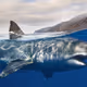Sharkoks_nft