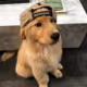 dogysstily