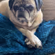 Wfg_pugs