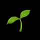 0xbasil
