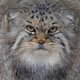 satoricat