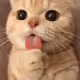 socute