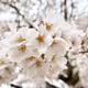 yamato2sakura3