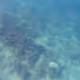 agshark