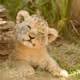 cubbyCub