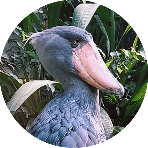 OpenSea profile picture for @CIO