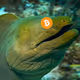 CryptoMoray