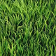 Grasssssssss