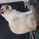 CatManu
