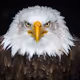EagleBrain
