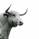 CrptBull