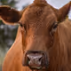 browncow23