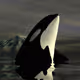 orca_typhoon7