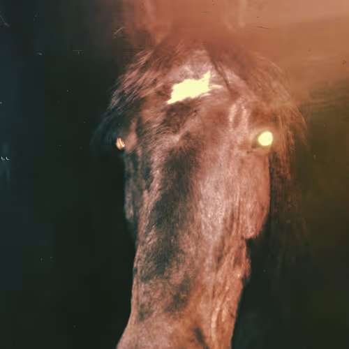 OpenSea profile picture for @COWGIRL
